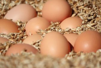 Legehennen legen unsere Bio-Eier