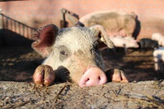 Bio-Schwein auf dem Stautenhof